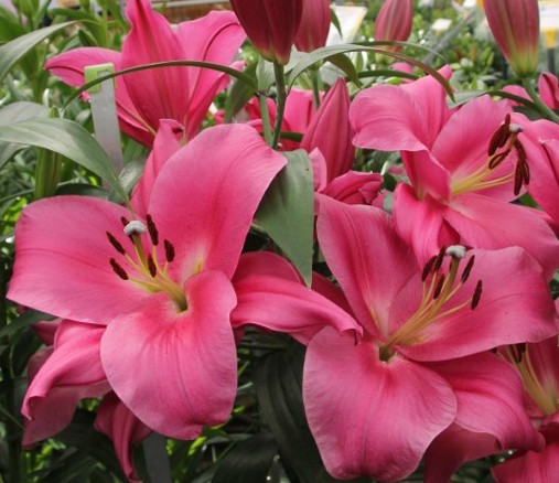 Oriental Hol. Rs. Corvette 65cm 3 fl.