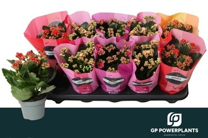 P. Kalanchoe B Ge Perf 4KL 10.5/24cm "CC10"