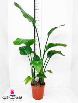 P. Strelitzia Hol. Nicolai 21/150cm