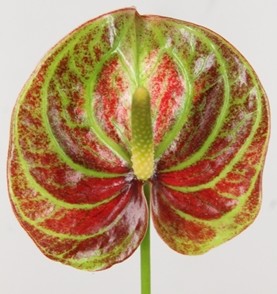 Anthurium Hol. Caribean �13  "CC12"