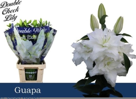 Oriental Hol. Bl. Doble Guapa 90cm 2 fl.