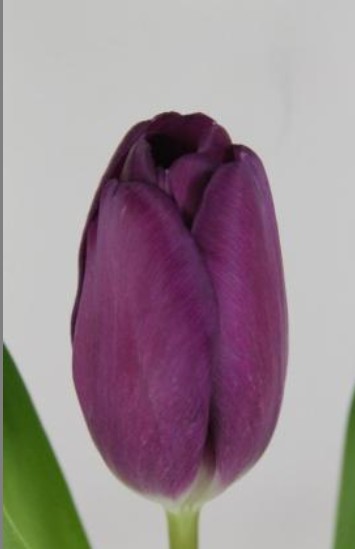 Tulipan Hol. Roeska 45cm Mrd.