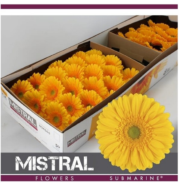 Gerbera Hol. Submarine Am. "T25" (7 Dias - 2�)