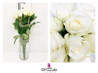 Rosa Hol. Countdown 50cm (7 Dias - 2�)