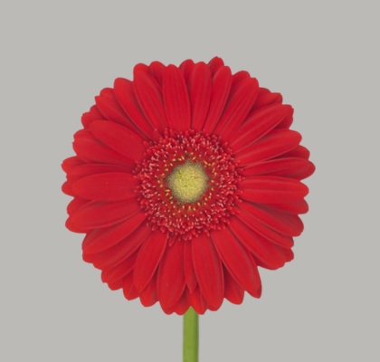 Gerbera Hol. Carambole Rj. "T25" (7 Dias - 2�)