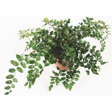 P. Helecho Pellaea Rotundiflor 21/50cm