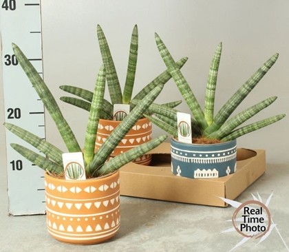 P. Sanseviera Cyl Handshake 13/45cm x3 -M. ceramica-