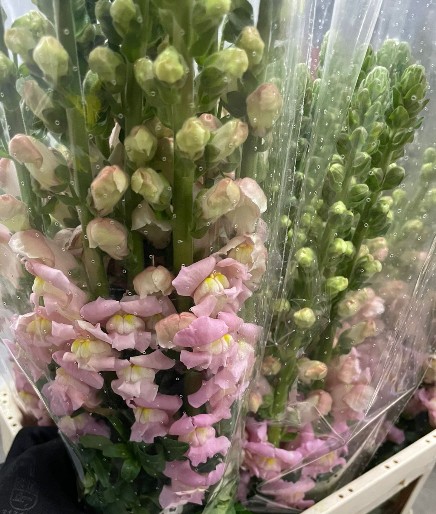 Antirrhinum Italia Light Pink 80cm
