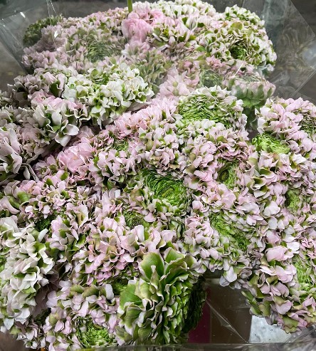 Ranunculos Italia Pon Pon Pink 45cm