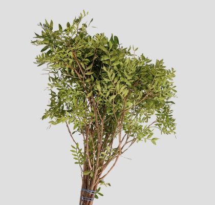 Mata Lentisco 60cm (7 Dias - 2�)