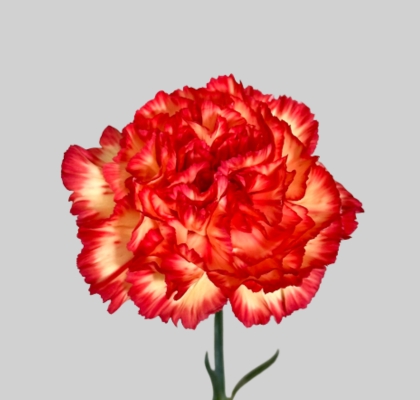 Clavel Nac. 70cm Zenith Nj. (7 Dias - 2�)