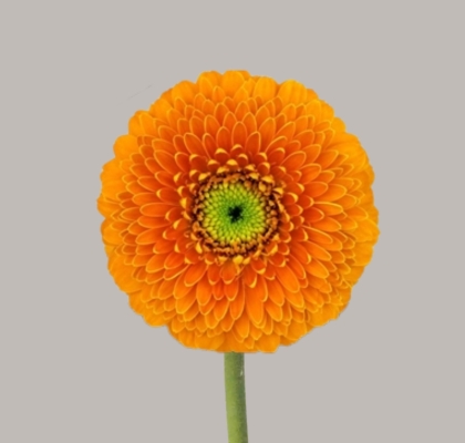 Gerbera Mini Hol. Bolero Rajaraja "T20"