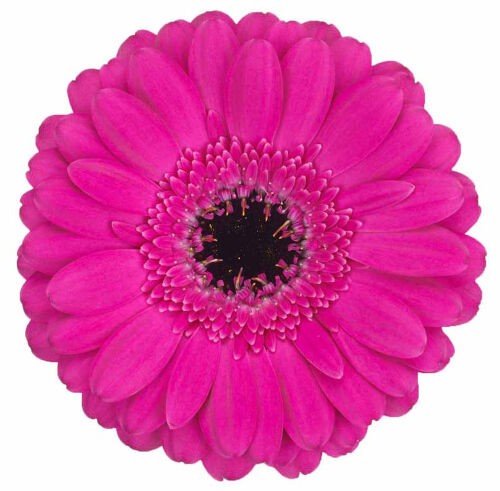 Gerbera Mini Hol. Nemo "T20"