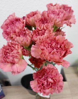 Clavel Col. Standar Dorotea