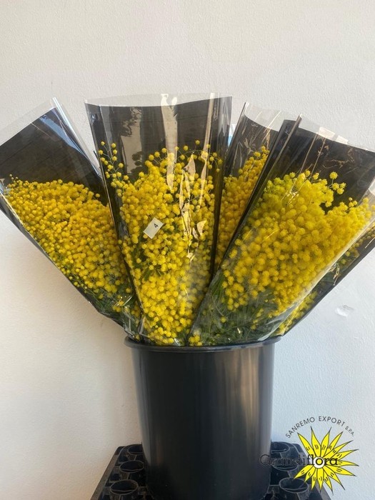 Mimosa Italia Mirandole 60cm 150gr