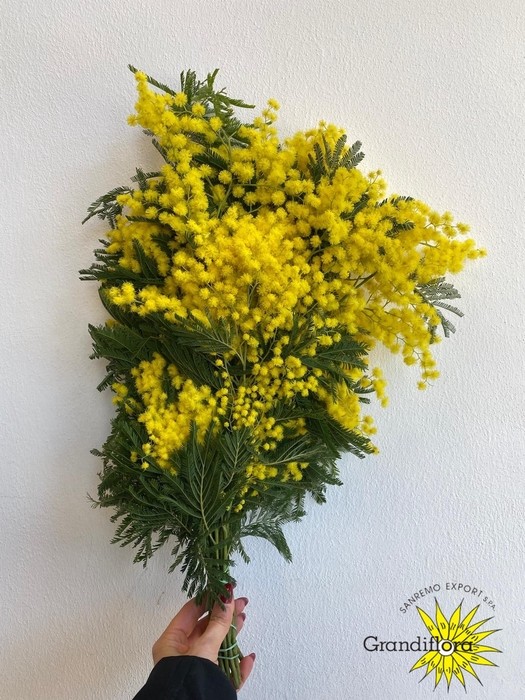 Mimosa Italia Turner 60cm 400gr