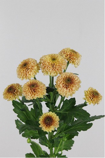 Santini Doria Salmon 900gr "T25"