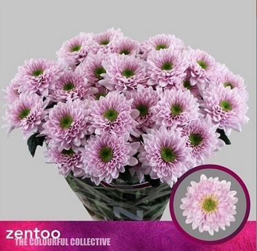 Margarita Hol. Commander Pink 95gr