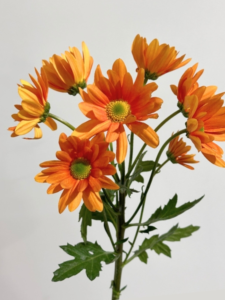 Margarita Nac. Naranja 75gr (7 Dias - 2�)