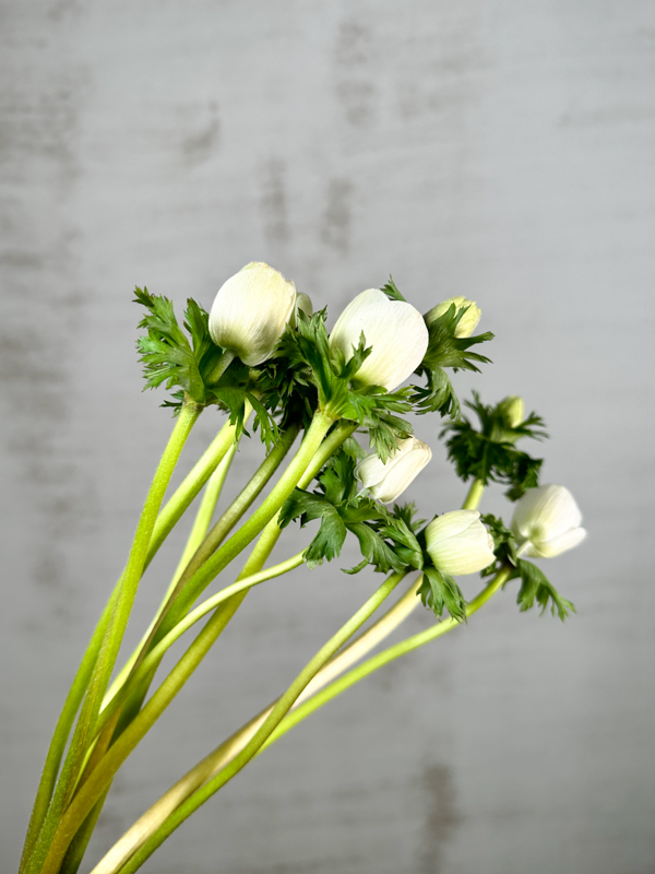 Anemona Hol. Coronaria Mar Panda 35cm Bl (7 Dias - 2�)