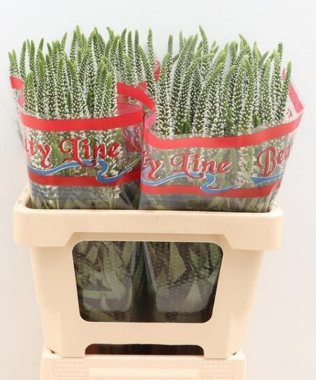 Veronica Skyler white 55cm Bl (7 Dias - 2�)