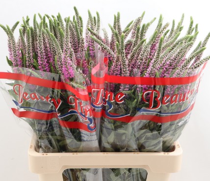 Veronica Skyler Pink 55cm (7 Dias - 2�)