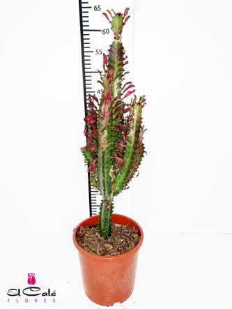 P. Euphorbia Trigona Rubra 17/90cm x6