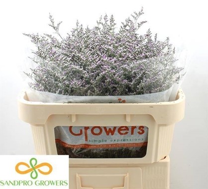 Limonium Hol. Misty Blue 90cm 20gr "T25"