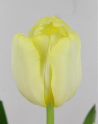 Tulipan Hol. Antarctica Sun 40cm Am.