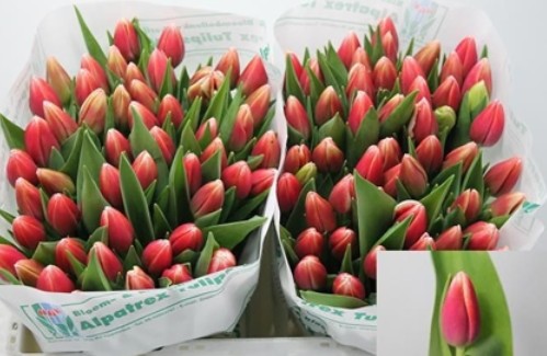 Tulipan Hol. Outfit 35cm Bic.