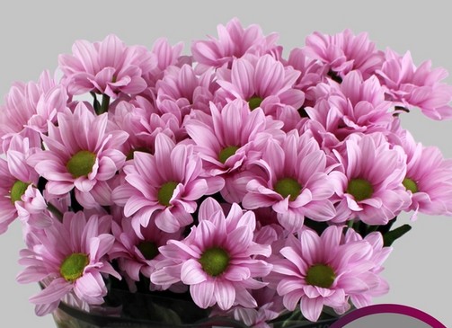 Margarita Hol. Baller Pink 105gr