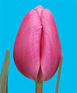 Tulipan Hol. Jumbo Pink 45cm