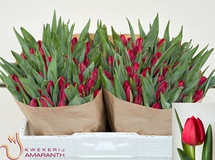 Tulipan Hol. Red Passion 40cm