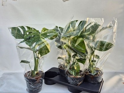 P. Monstera Del Thai Co 17/50cm x4