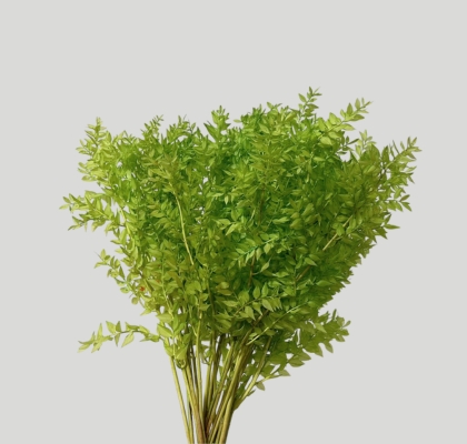 Wild Ruscus Estabilizado Mint 70cm