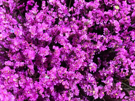 Limonium Col. Tintado Fucsia 80cm