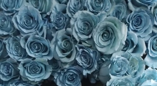 Rosa  Ecu. Tintada Baby Blue 60cm