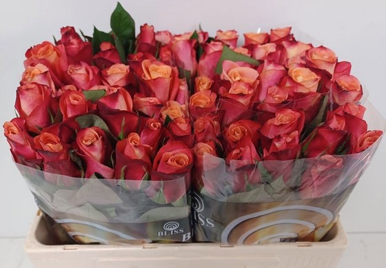 Rosa Hol. Helene 50cm