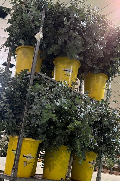 Eucalipto  Sur Cinerea "SUPER"