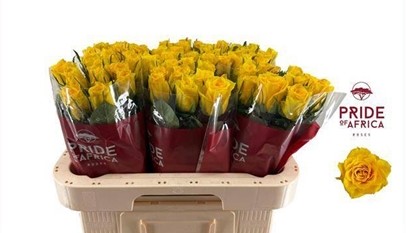 Rosa Hol. Njano 50cm Am.