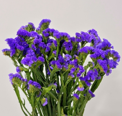 Statice Nac. Azul 70cm (7 Dias - 2�)