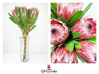 Protea Pink Ice 40cm (7 Dias - 2�)