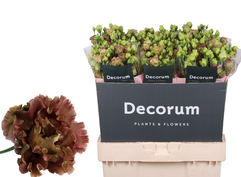 Lisiantus Hol. Rosanne Terracotta 70cm 55gr "T10" (7 Dias - 2�)