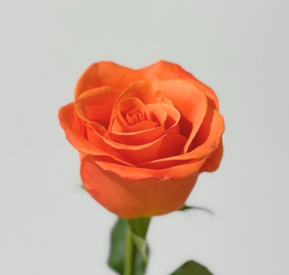 Rosa Col. Orange Crush 50cm (7 Dias - 2�)