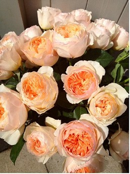 Rosa Africa Peach Vuvuzela 40cm (7 Dias - 2�)