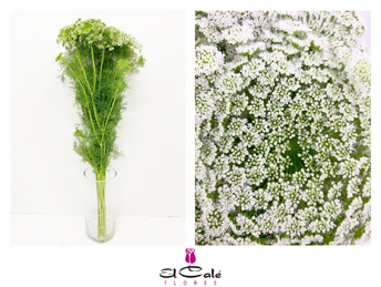 Ammis Casablanca 70cm (7 Dias - 2�)
