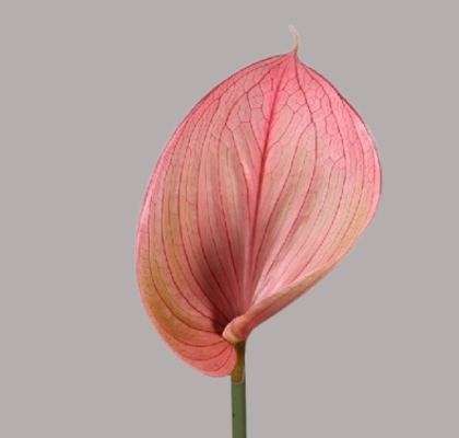 Anthurium Hol. Scoop �15  "CC10" (7 Dias - 2�)