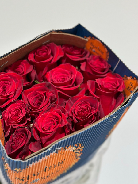 Rosa Ecu. Freedom 50cm "INF" (7 Dias - 2�)