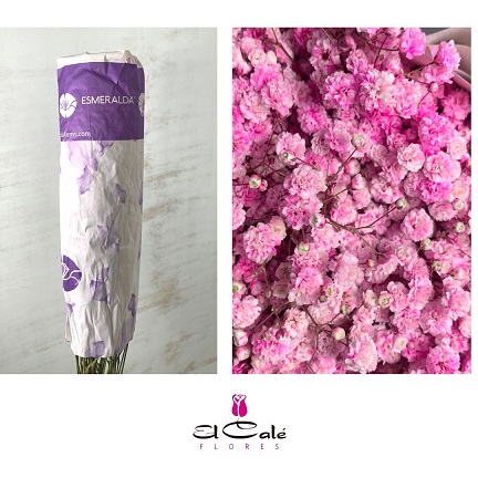 Paniculata Ecu. Tint. Pink 750gr "T25" (7 Dias - 2�)