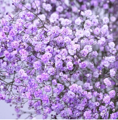 Paniculata Ecu. Tint. Lavanda 750gr "T25" (7 Dias - 2�)